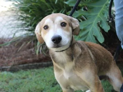 An adult medium-sized female German Shepherd Dog dog named Flitter for adoption in Brunswick, GA