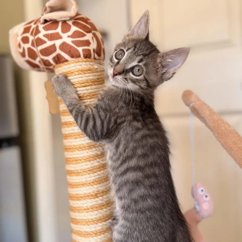 Darling Tigger