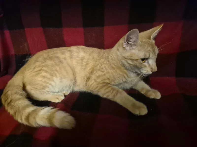 A baby medium-sized male Orange / Red Domestic Short Hair cat named Cheezeball for adoption in Oviedo, FL