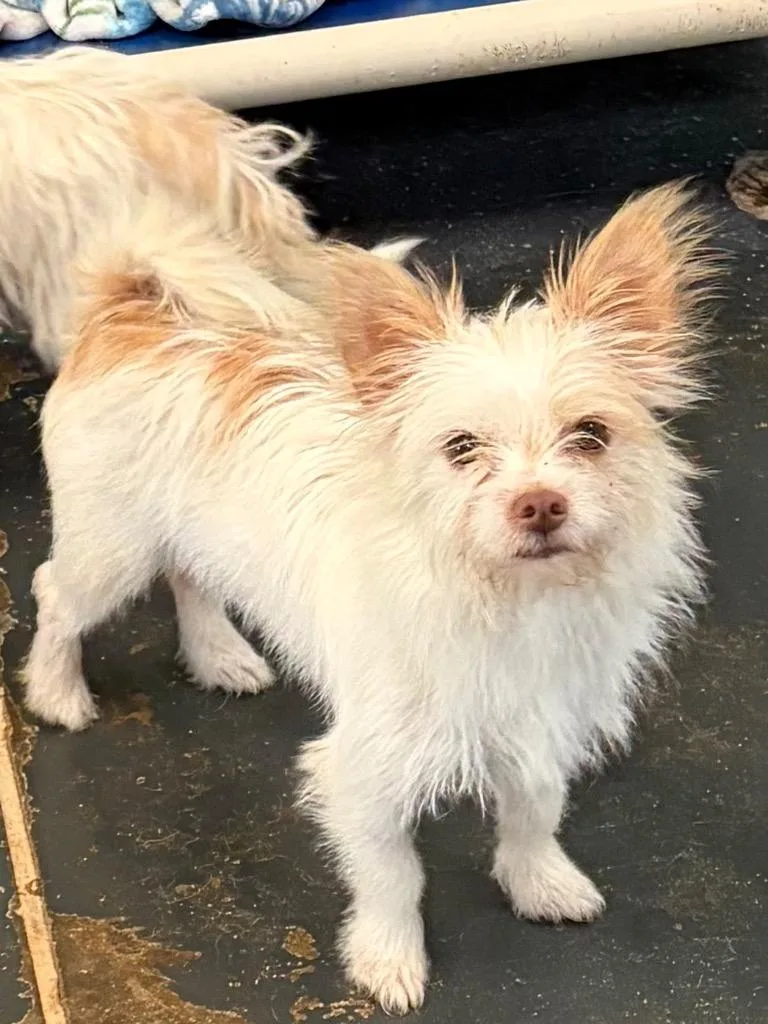 A young small-sized female Jack Russell Terrier dog named Penne for adoption in St. Augustine, FL