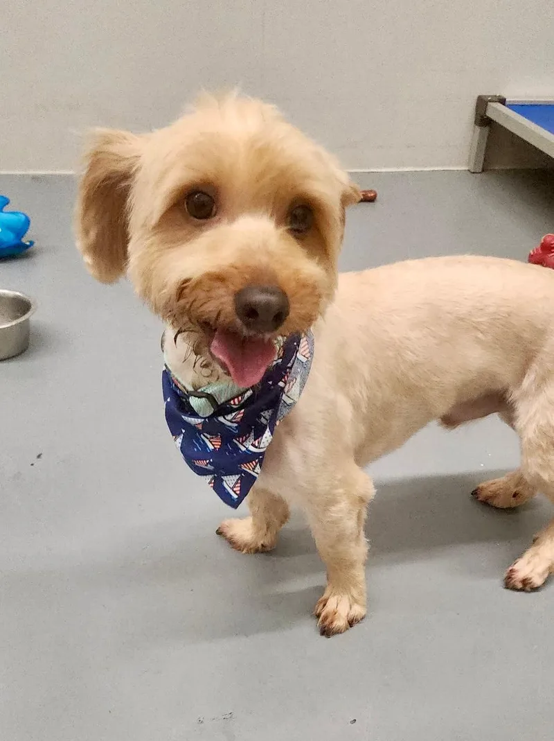 An adult small-sized male Apricot / Beige Cairn Terrier dog named Sid for adoption in Winter Haven, FL