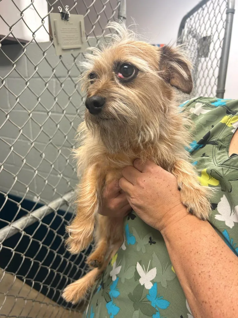 Coupe De Ville Aka thumbnail 2