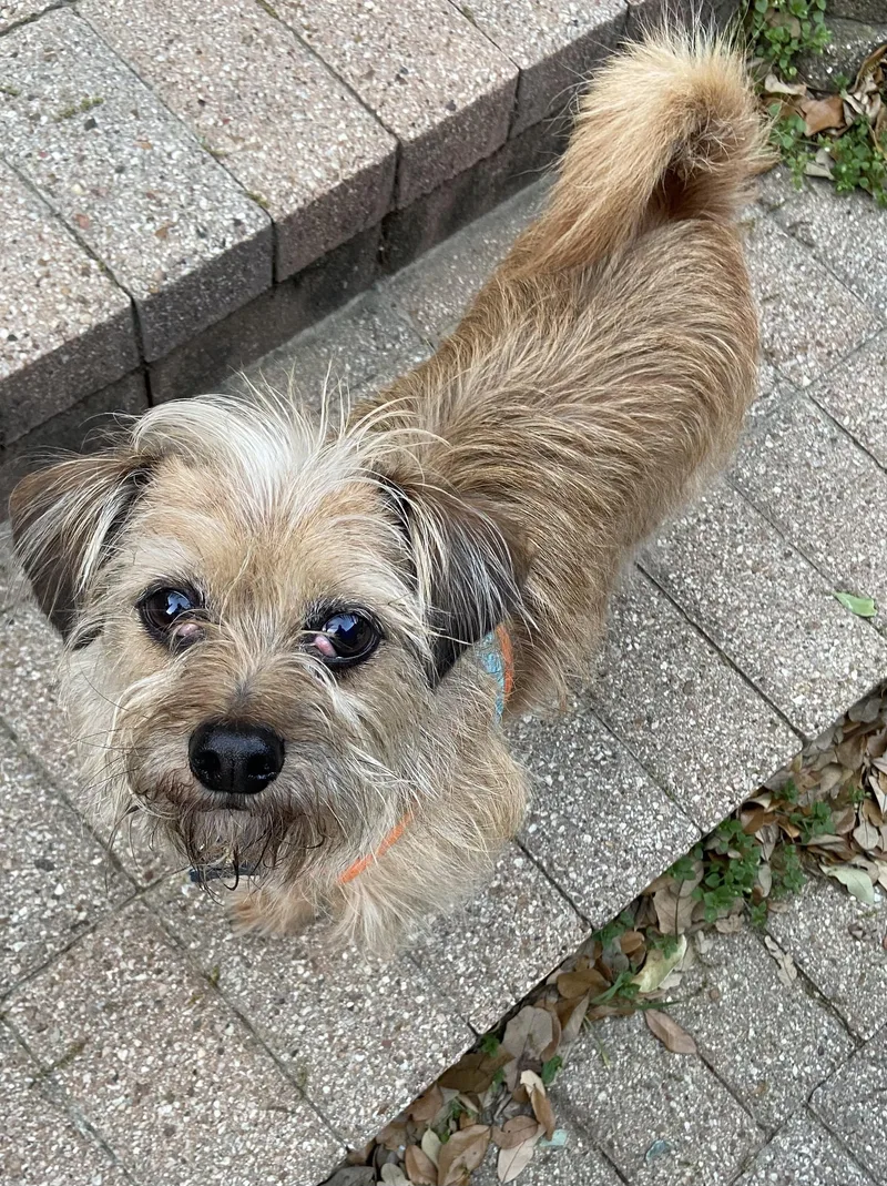 Coupe De Ville Aka thumbnail 3