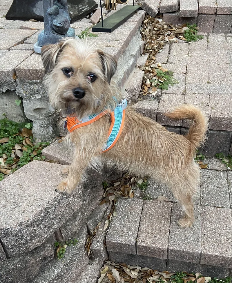 Coupe De Ville Aka thumbnail 4