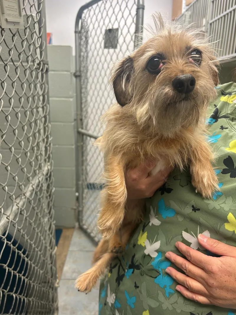 Coupe De Ville Aka thumbnail 5