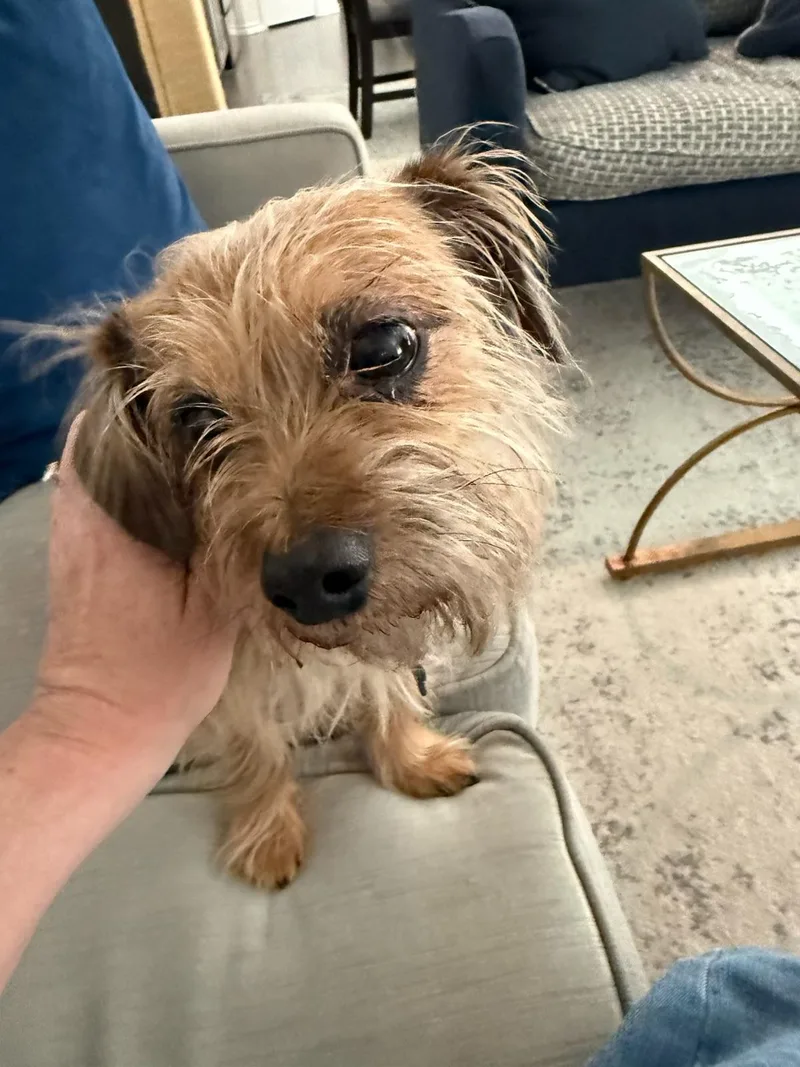 Coupe De Ville Aka thumbnail 6