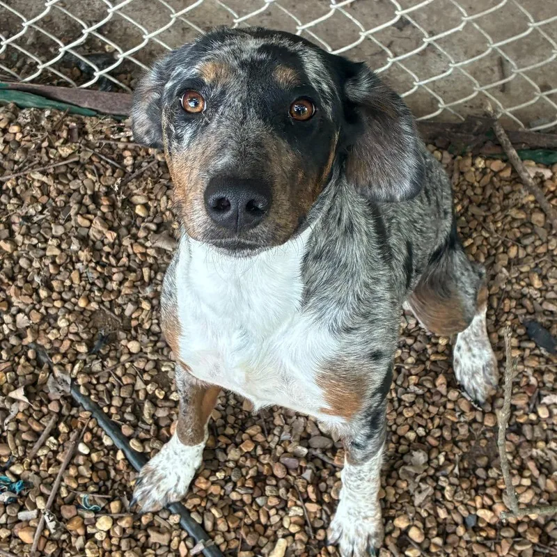 An adult medium-sized female Gray / Blue / Silver Mixed Breed dog named Lula for adoption in Gadsden, AL