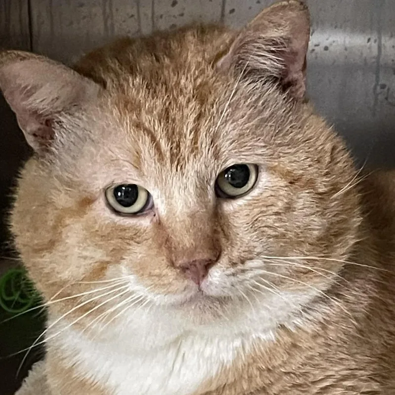 An adult large-sized male Orange / Red Domestic Short Hair cat named Doughy Joey for adoption in Austin, TX