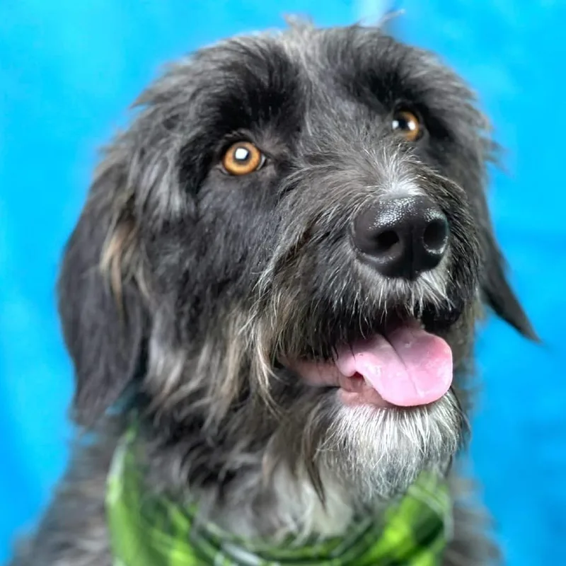 Charlie  The Handsome thumbnail 2