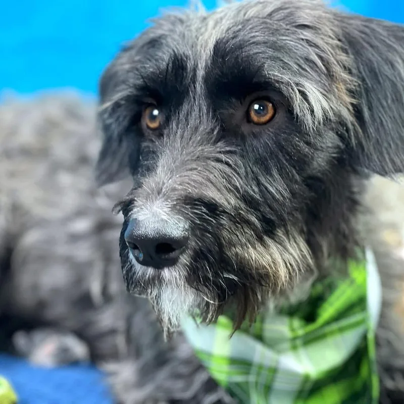 An adult medium-sized male Black Standard Schnauzer dog named Charlie  The Handsome for adoption in Hondo, TX