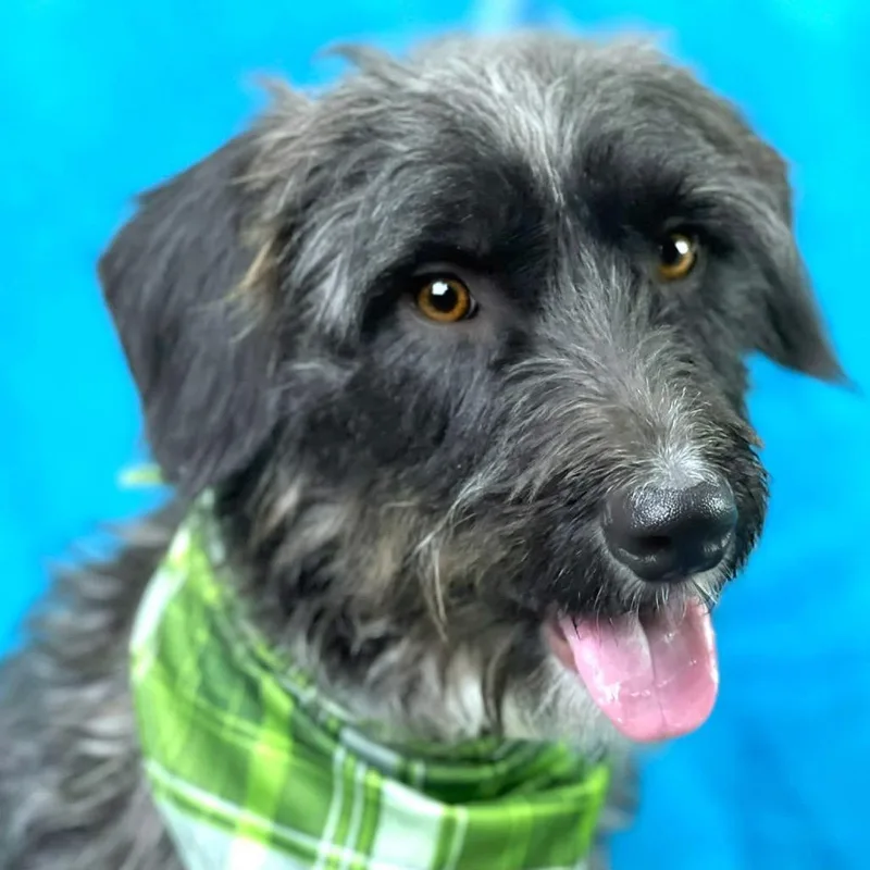 Charlie  The Handsome thumbnail 3