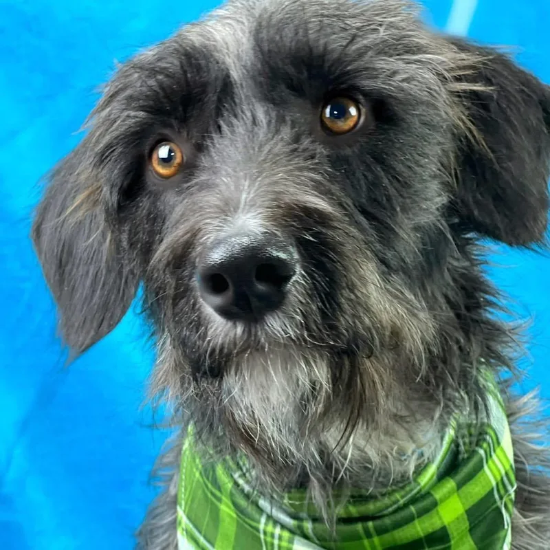 Charlie  The Handsome thumbnail 4