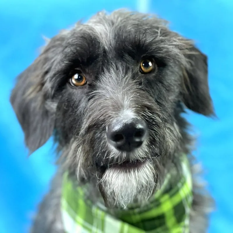 Charlie  The Handsome thumbnail 5