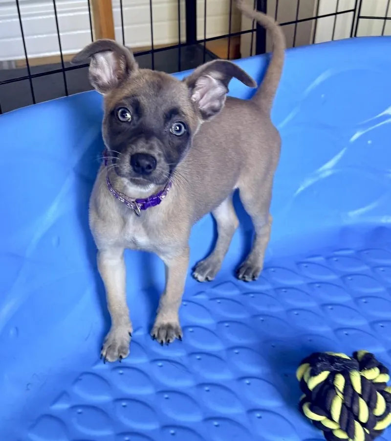 A baby small-sized female Gray / Blue / Silver Belgian Shepherd / Malinois dog named Allstar Soccer Litter  for adoption in Imlay City, MI