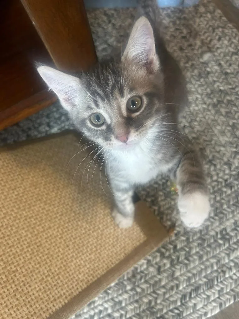 A baby medium-sized male Domestic Short Hair cat named Miney for adoption in Wintersville, OH