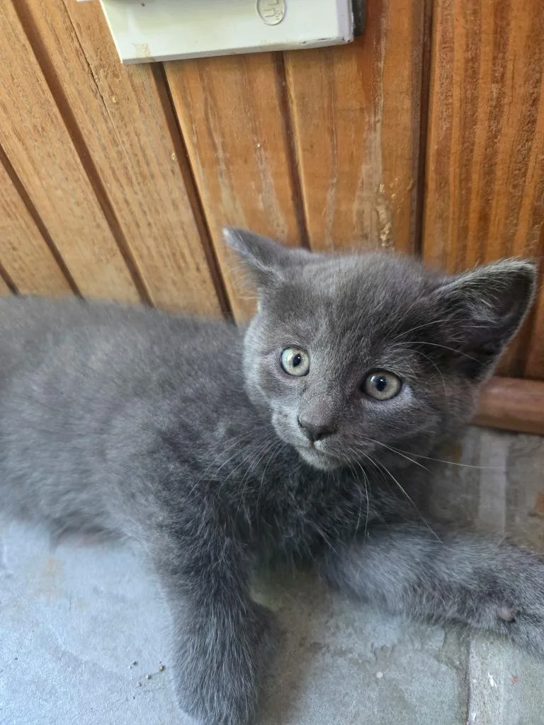 A baby medium-sized female Extra-Toes Cat / Hemingway Polydactyl named Persephone for adoption in Hamilton, OH