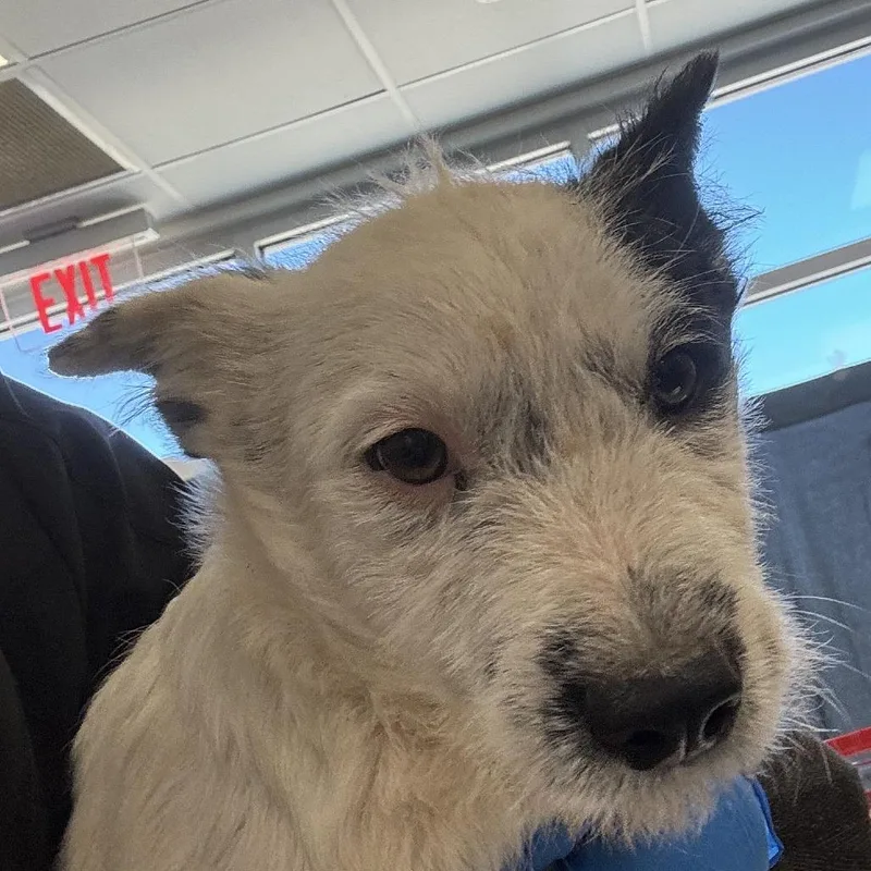 A baby small-sized male White / Cream Mixed Breed dog named Texas for adoption in Las Cruces, NM