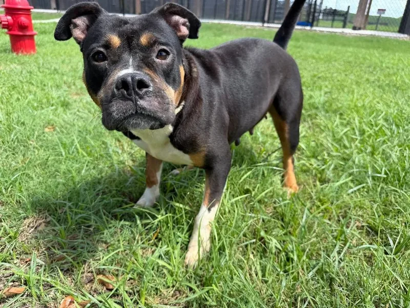 An adult medium-sized female Tricolor (Brown, Black, & White) American Bulldog dog named Naomi for adoption in Lakeland, FL