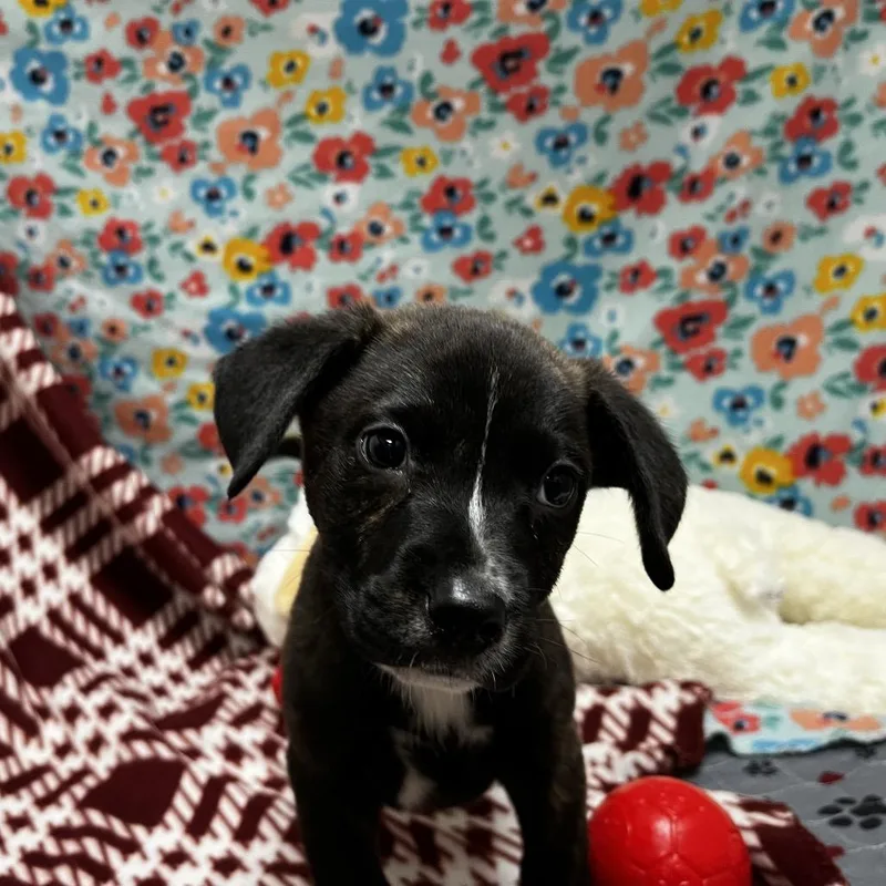 A baby small-sized male Brindle Mixed Breed dog named Haribo for adoption in Caryville, TN