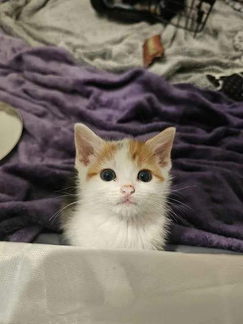 A baby small-sized female Domestic Short Hair cat named Suicune for adoption in Charlotte, NC