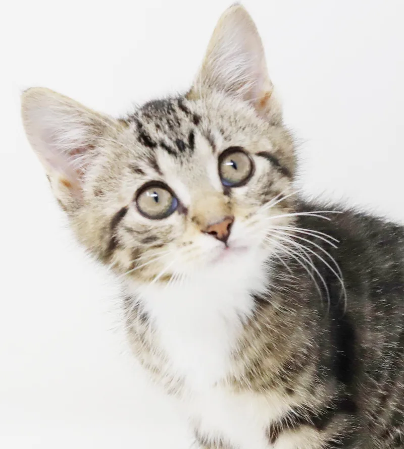 A baby small-sized female Tabby (Brown / Chocolate) Tabby cat named Wine Is Simply Wonderful! for adoption in Bedford Hills, NY