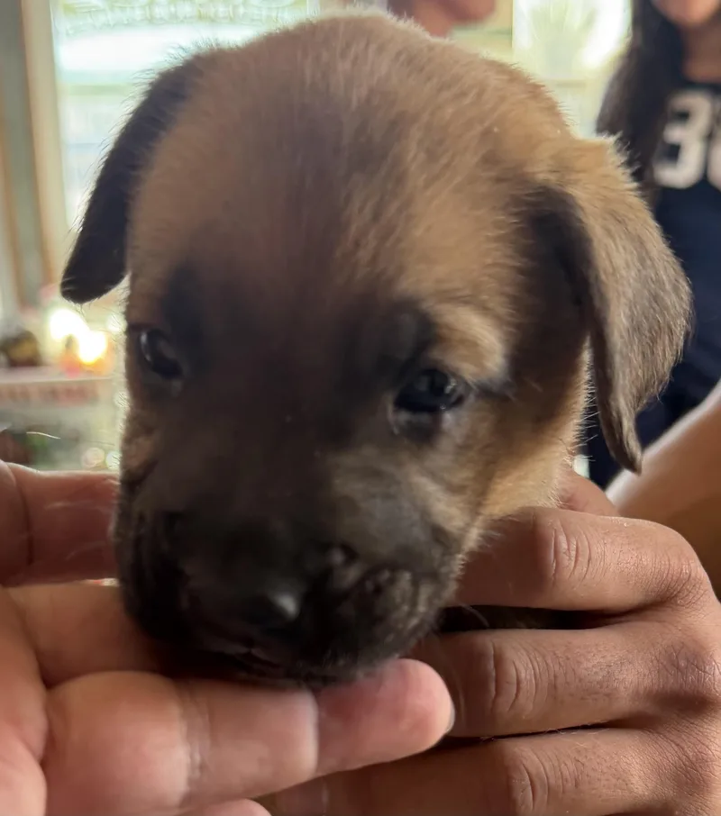 A baby small-sized male Tricolor (Brown, Black, & White) Boxer dog named Choncho for adoption in Deming, NM