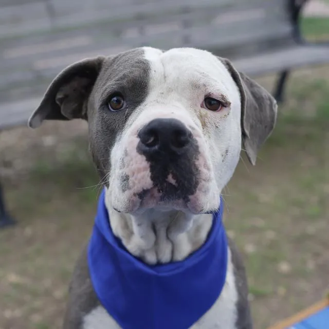 An adult medium-sized male American Staffordshire Terrier dog named Ruckus for adoption in San Antonio, TX