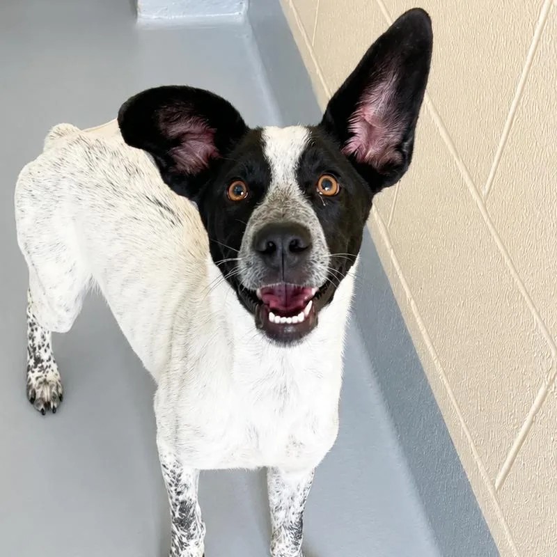 A baby small-sized male White / Cream Hound dog named Harry Styles for adoption in Concord, NC