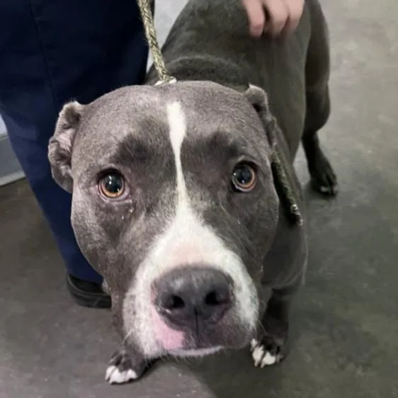 An adult large-sized male American Staffordshire Terrier dog named Riley for adoption in Los Angeles, CA