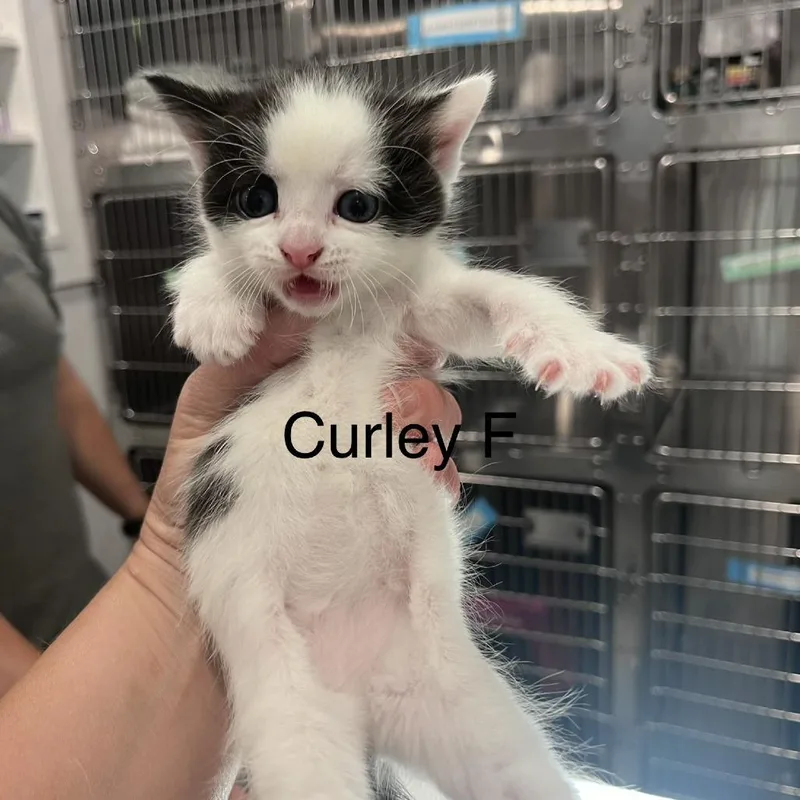 A baby small-sized female Black Domestic Short Hair cat named Curley for adoption in Scituate, MA