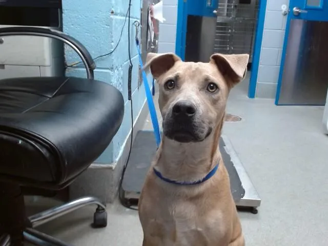 A young small-sized male Rhodesian Ridgeback dog named Tostada for adoption in Albuquerque, NM