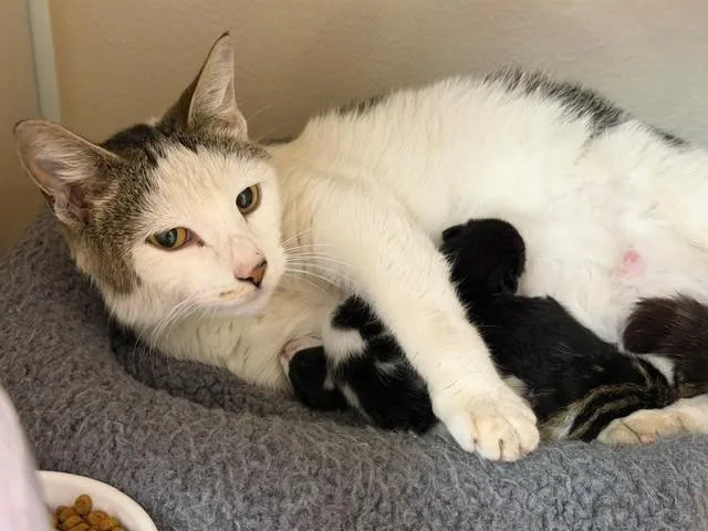 An adult large-sized female Domestic Short Hair cat named Kiki for adoption in Fairfield, CA