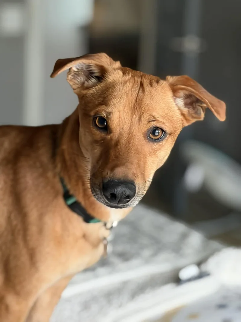 A young small-sized male Mixed Breed dog named Fideo for adoption in PITTSBURGH, PA