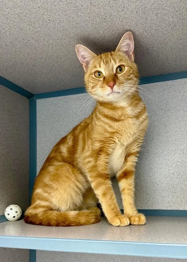 An adult medium-sized male Domestic Short Hair cat named Maury Povich for adoption in Skillman, NJ