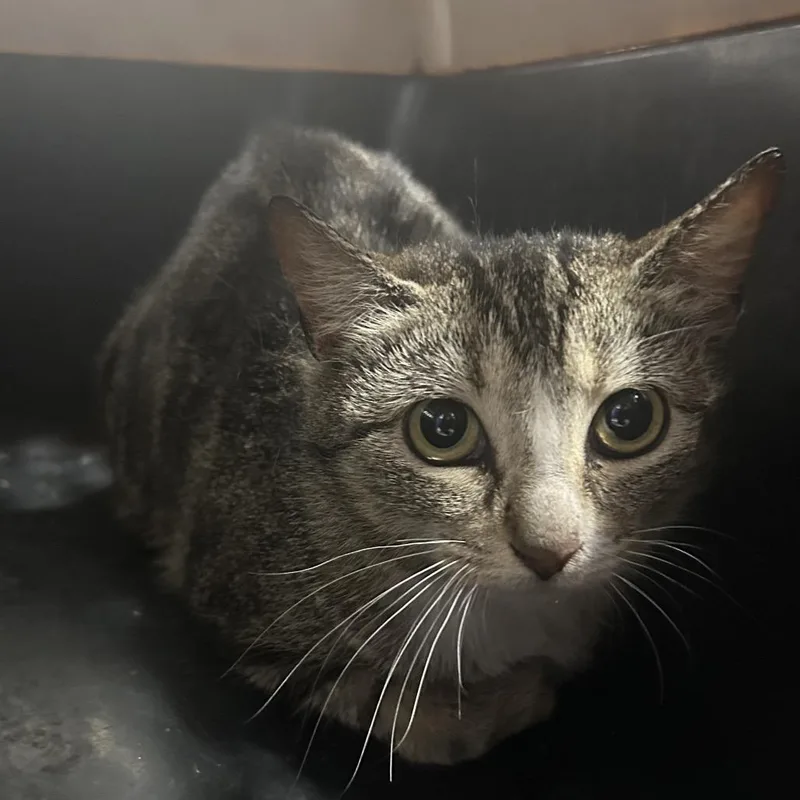 A young medium-sized female Brown / Chocolate Domestic Short Hair cat named Mother Goose for adoption in Newark, NJ