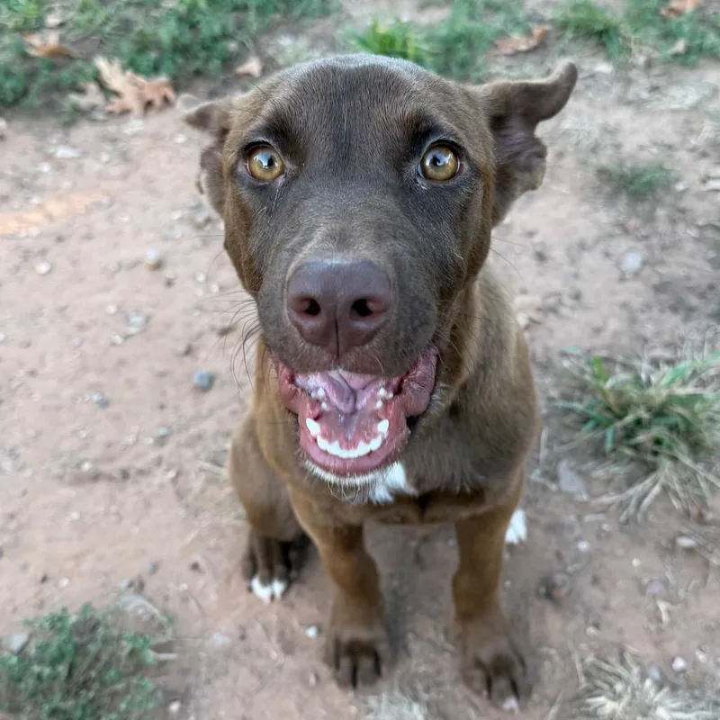 A baby small-sized female Shepherd dog named Paisley for adoption in Stillwater, OK
