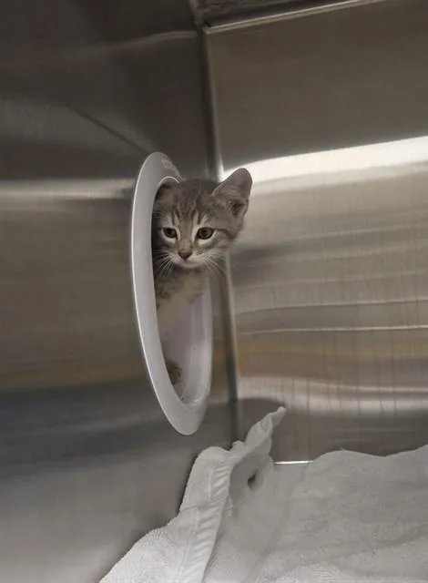 A baby small-sized male Domestic Short Hair cat named Fujii for adoption in Huntsville, AL