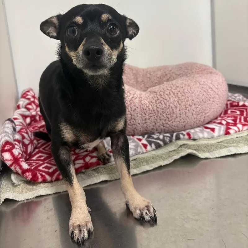 A young small-sized male Chihuahua dog named Mr. Brown for adoption in Fulton, TX