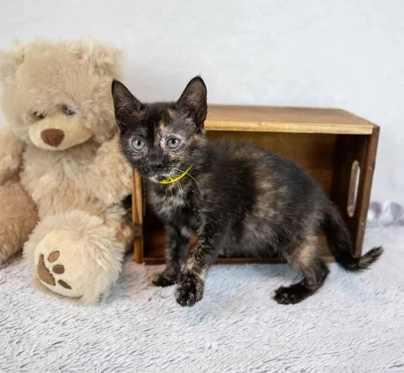 A baby medium-sized female Domestic Short Hair cat named Susan for adoption in Kennesaw, GA