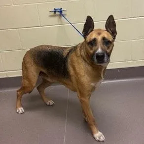 Mackerel thumbnail 2