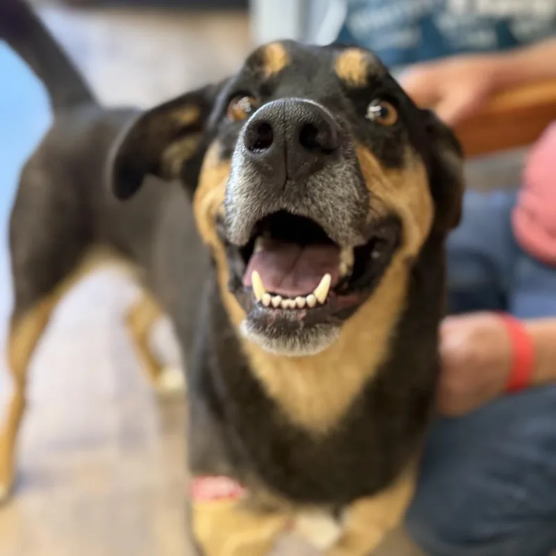 Rufus