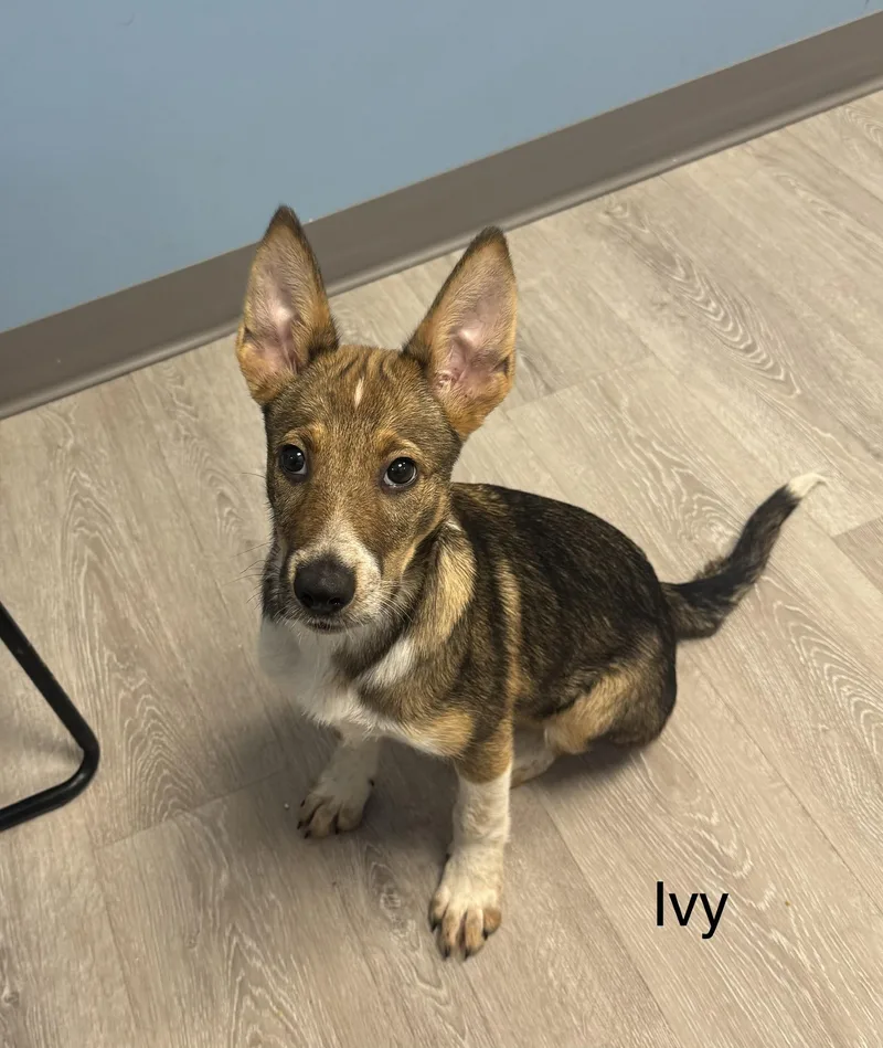 A young medium-sized female Bicolor Shepherd dog named Ivy for adoption in Ulster, PA