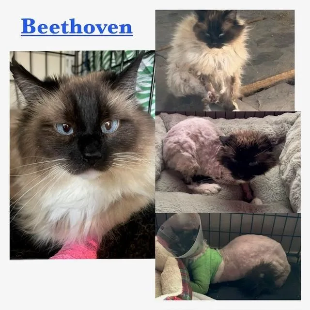 Beethoven