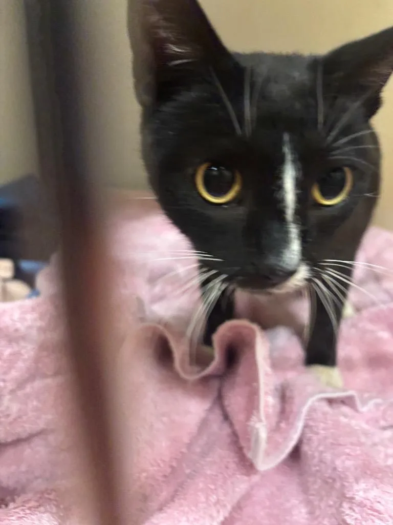 An adult small-sized female American Curl cat named Mamma for adoption in Douglasville, GA