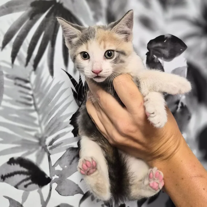A baby small-sized female Calico Domestic Short Hair cat named Pearl for adoption in Wahiawa, HI