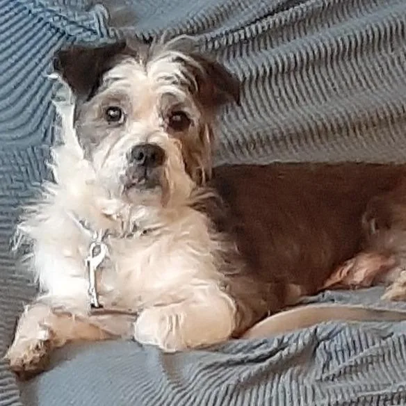 A senior medium-sized male Gray / Blue / Silver Havanese dog named Titan for adoption in Cincinnati, OH