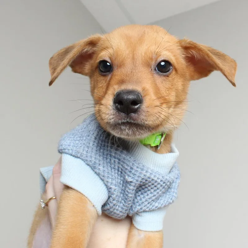 A baby small-sized male Yellow / Tan / Blond / Fawn Chihuahua dog named Green Bean D for adoption in Minnetonka, MN