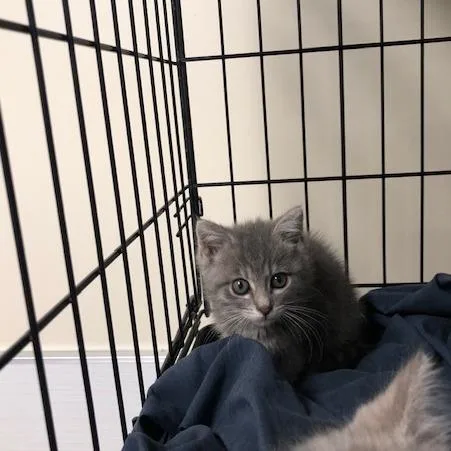A baby small-sized female Gray / Blue / Silver Domestic Short Hair cat named Garlic for adoption in Novelty, OH