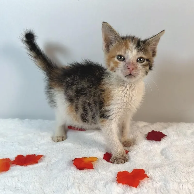 A baby small-sized female Domestic Short Hair cat named Galadriel for adoption in Johnson City, TN