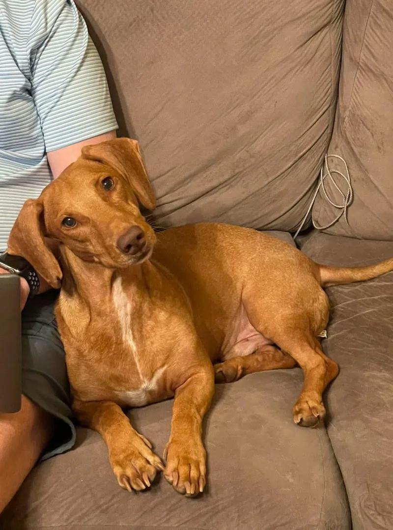 An adult medium-sized male Yellow / Tan / Blond / Fawn Dachshund dog named Frankie for adoption in Fort Walton Beach, FL